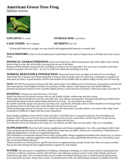 American Green Tree Frog Hylidae Cinerea
