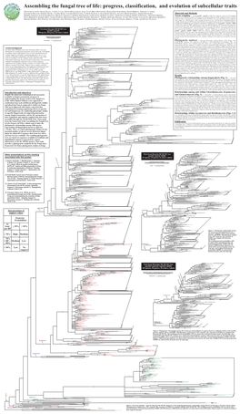 Assembling the Fungal Tree of Life: Progress, Classification, and Evolution of Subcellular Traits