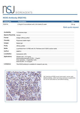 NOX5 Antibody (RQ5745)