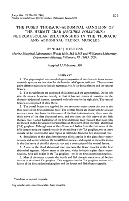 The Fused Thoracic-Abdominal Ganglion of the Hermit Crab (Pagurus Pollicaris): Neuromuscular Relationships in the Thoracic and Abdominal Flexor Muscles