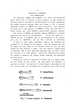 F. Densiflora F. Officinalis <S^===Rrzell F. Muralis Fig. 1