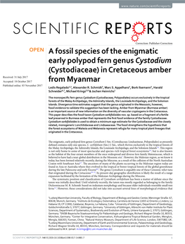 In Cretaceous Amber from Myanmar