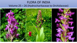 Flora of India Family: Orchidaceae