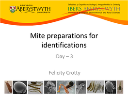 Mite Preparations for Identifications Day – 3