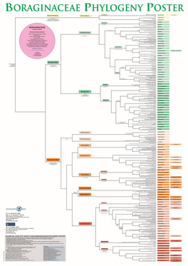 Boraginaceae Phylogeny Poster Echiochilinae Style Filiform with 2 Subterminal Stigmas Echiochiloideae E Med