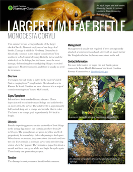 Larger Elm Leaf Beetle