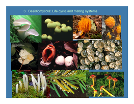 Lecture 3 Basidiomycota Life Cycle