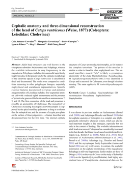 Cephalic Anatomy and Three-Dimensional Reconstruction of the Head of Catops Ventricosus (Weise, 1877) (Coleoptera: Leiodidae: Cholevinae)