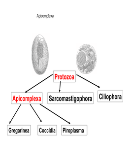 Protozoa Apicomplexa Sarcomastigophoraciliophora