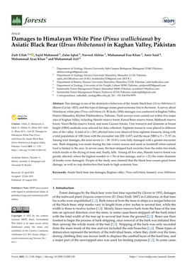 By Asiatic Black Bear (Ursus Thibetanus) in Kaghan Valley, Pakistan
