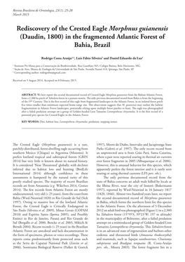 Rediscovery of the Crested Eagle Morphnus Guianensis (Daudin, 1800) in the Fragmented Atlantic Forest of Bahia, Brazil