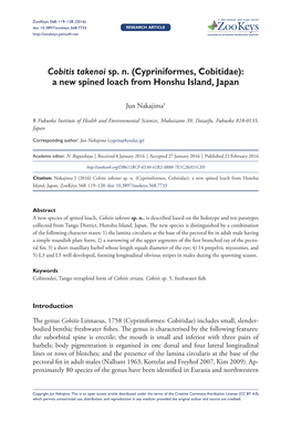 Cobitis Takenoi Sp. N. (Cypriniformes, Cobitidae): a New Spined Loach from Honshu Island, Japan