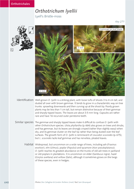 Orthotrichum Lyellii Lyell’S Bristle-Moss Key 271