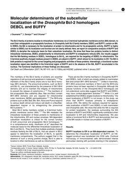 Molecular Determinants of the Subcellular Localization of the Drosophila Bcl-2 Homologues DEBCL and BUFFY