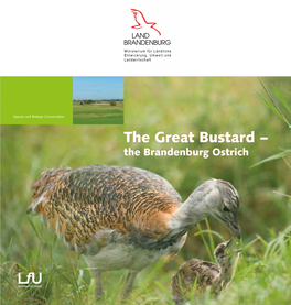 The Great Bustard – the Brandenburg Ostrich 1