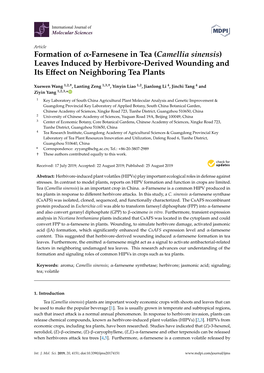 Formation of -Farnesene in Tea (Camellia Sinensis) Leaves Induced