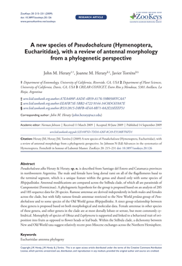 Hymenoptera, Eucharitidae), with a Review of Antennal Morphology from a Phylogenetic Perspective