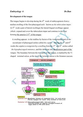 Embryology 6 Dr.Ban