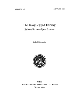 The Ring-Legged Earwig, Euborellia Annulipes (Lucas)
