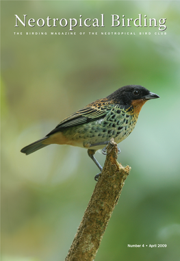 Seeing White-Masked Antbird Pithys Castaneus in Peru