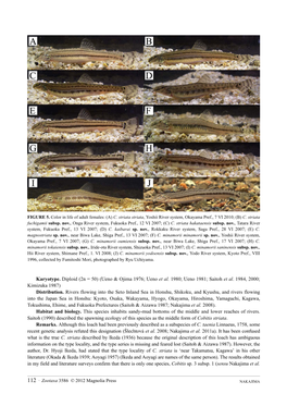 Taxonomic Study of the Cobitis Striata Complex (Cypriniformes, Cobitidae) in Japan