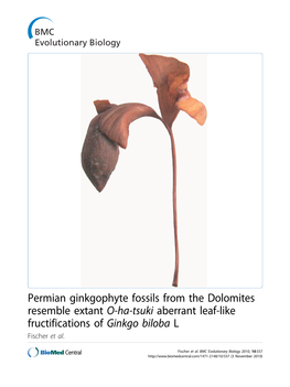 Ginkgo Biloba L Fischer Et Al