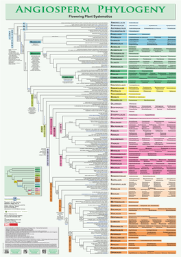 Flowering Plant Systematics