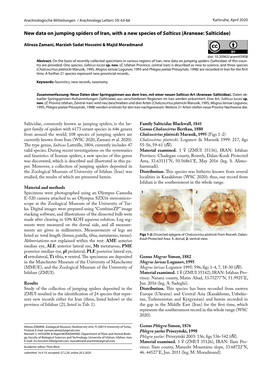 New Data on Jumping Spiders of Iran, with a New Species of Salticus (Araneae: Salticidae)