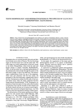 Testis Morphology and Spermatogenesis in Two Species of Elenchus (Strepsiptera : Elenchidae)