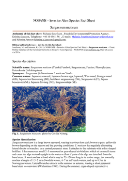 NOBANIS – Invasive Alien Species Fact Sheet – Sargassum Muticum