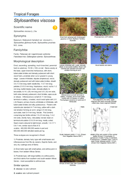 Stylosanthes Viscosa Scientific Name  Stylosanthes Viscosa (L.) Sw