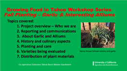 Fall Planting – Garlic & Interesting Alliums