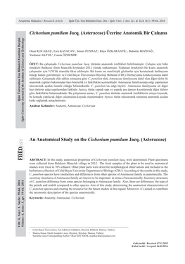 Cichorium Pumilum Jacq. (Asteraceae) Üzerine Anatomik Bir Çalışma