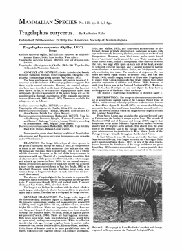 Tragelaphus Eurycerus. by Katherine Rails Published 29 December 1978 by the American Society of Mammalogists