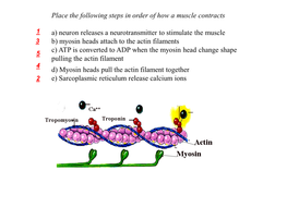 Place the Following Steps in Order of How a Muscle Contracts A) Neuron