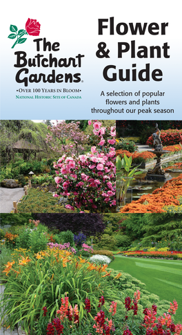 Flower & Plant Guide a Selection of Popular Flowers and Plants Throughout Our Peak Season Abutilon - Allium