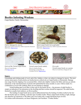 Beetles Infesting Woolens Carpet Beetles; Family: Dermestidae