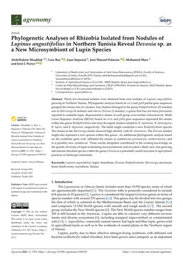 Phylogenetic Analyses of Rhizobia Isolated from Nodules of Lupinus Angustifolius in Northern Tunisia Reveal Devosia Sp. As a New Microsymbiont of Lupin Species