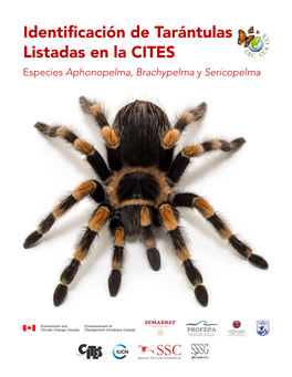 Identificación De Tarántulas Listadas En La CITES Especies Aphonopelma, Brachypelma Y Sericopelma