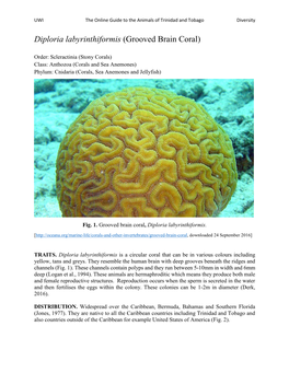 Diploria Labyrinthiformis (Grooved Brain Coral)