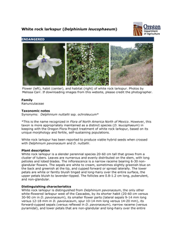White Rock Larkspur (Delphinium Leucophaeum)