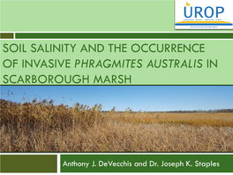 Soil Salinity and the Occurrence of Invasive Phragmites Australis in Scarborough Marsh