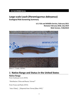Large-Scale Loach (Paramisgurnus Dabryanus) Ecological Risk Screening Summary