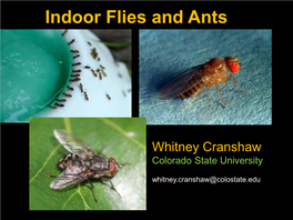 Indoor Flies and Ants