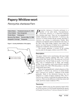 Papery Whitlow-Wort Paronychia Chartacea Fern