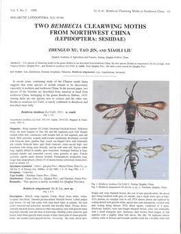 Two Bembecia Clearwing Moths from Northwest China