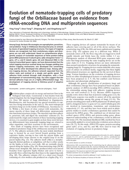 Evolution of Nematode-Trapping Cells of Predatory Fungi of the Orbiliaceae Based on Evidence from Rrna-Encoding DNA and Multiprotein Sequences