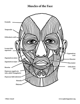 Muscles of the Face