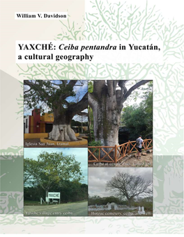 Yaxché: Ceiba Pentandra in Yucatán