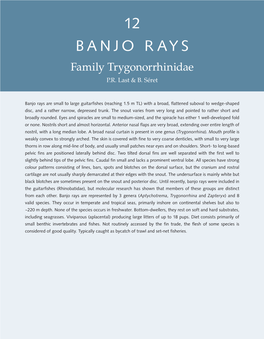 Banjo Rays : Family Trygonorrhinidae